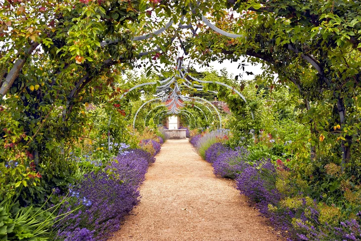 Allée de jardin bordée de lavande violette sous pergola végétalisée avec arceaux métalliques